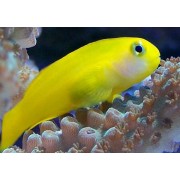 Gobiodon okinawae - Бычок окинавский (Желтый бычок-клоун)