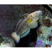 Amblygobius phalaena Бычок зебра (Амблигобиус фалена)