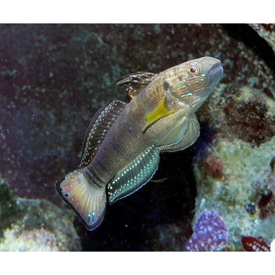 Amblygobius phalaena Бычок зебра (Амблигобиус фалена) Amblygobius phalaena Бычок зебра (Амблигобиус фалена)