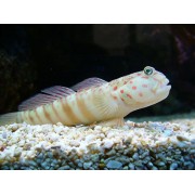 Cryptocentrus leptocephalus