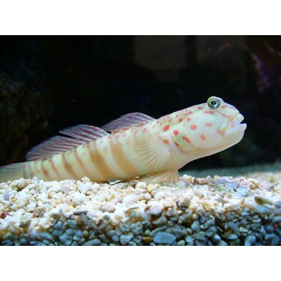 Cryptocentrus leptocephalus Cryptocentrus leptocephalus