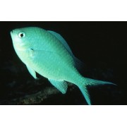 Зелёный Хромис (Chromis Viridis)