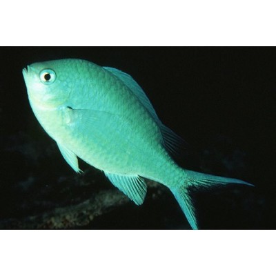 Зелёный Хромис (Chromis Viridis) Зелёный Хромис (Chromis Viridis)