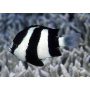 Dascyllus aruanus (Дасцилл-зебра Белохвостый)