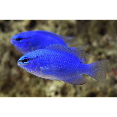 Помацентрус Аллена (Pomacentrus Alleni) Помацентрус Аллена (Pomacentrus Alleni)