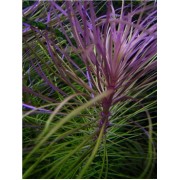 Погостемон звёздчатый (Eusteralis stellata)