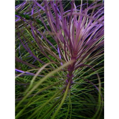 Погостемон звёздчатый (Eusteralis stellata) Погостемон звёздчатый (Eusteralis stellata)