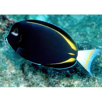 Acanthurus nigricans (Чёрный золотоспинный хирург) Acanthurus nigricans (Чёрный золотоспинный хирург)