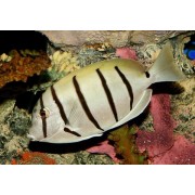 Хирург-Полосатик (Acanthurus triostegus)