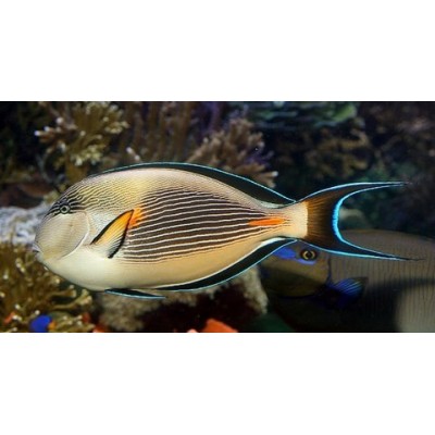 acanthurus Хирург сохал acanthurus Хирург сохал