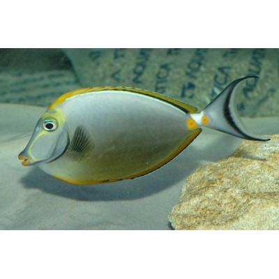 Naso lituratus (Оранжевоиглый носорог) Naso lituratus (Оранжевоиглый носорог)