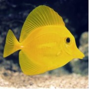 Zebrasoma flavescens M (Жёлтая зебрасома)