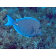 Acanthurus coeruleus (Атлантический синий хирург)