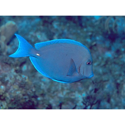 Acanthurus coeruleus (Атлантический синий хирург) Acanthurus coeruleus (Атлантический синий хирург)
