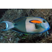 Acanthurus olivaceus (Оливковый хирург)