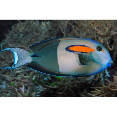 Acanthurus olivaceus (Оливковый хирург) Acanthurus olivaceus (Оливковый хирург)