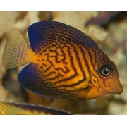 Ctenochaetus hawaiiensis (Гавайский хирург-ктенохет)