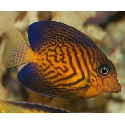 Ctenochaetus hawaiiensis (Гавайский хирург-ктенохет) Ctenochaetus hawaiiensis (Гавайский хирург-ктенохет)