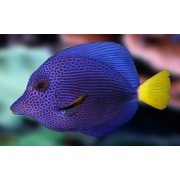 Зебрасома Желтохвостая (Zebrasoma Xanturum)