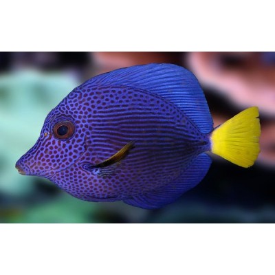 Зебрасома Желтохвостая (Zebrasoma Xanturum) Зебрасома Желтохвостая (Zebrasoma Xanturum)