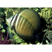 Зебрасома Дежардена (Zebrasoma Desjardinii)