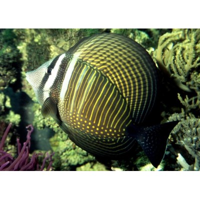 Зебрасома Дежардена (Zebrasoma Desjardinii) Зебрасома Дежардена (Zebrasoma Desjardinii)