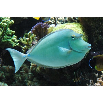 Naso unicornis (Однорогий голубоспинный носорог) Naso unicornis (Однорогий голубоспинный носорог)