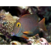 Ктенохет Желтоглазый (Ctenochaetus Strigosus)