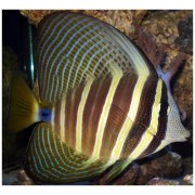 Зебрасома Парусная (Zebrasoma vileferum)