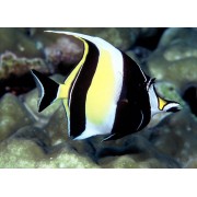 Идол Мавританский (Zanclus Cornutus)