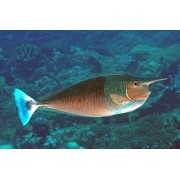 Naso brevirostris (Носорог пятнистый)