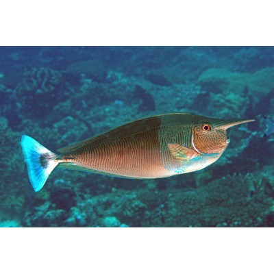 Naso brevirostris (Носорог пятнистый) Naso brevirostris (Носорог пятнистый)
