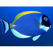 Acanthurus leucosternon (Белогрудый хирург)