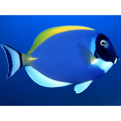 Acanthurus leucosternon (Белогрудый хирург) Acanthurus leucosternon (Белогрудый хирург)