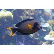 Acanthurus pyroferus (Шоколадный хирург)