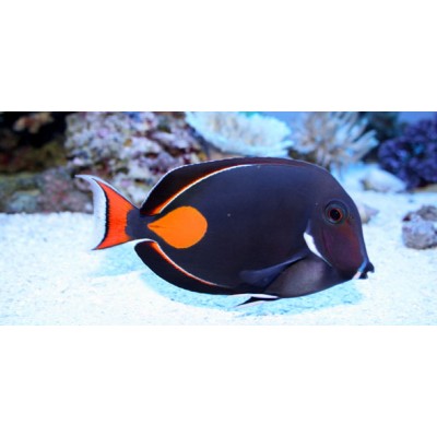 Acanthurus achilles (Хирург Ахиллес) Acanthurus achilles (Хирург Ахиллес)