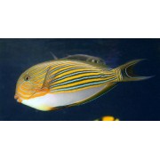 Хирург-Пижама (Acanthurus lineatus)