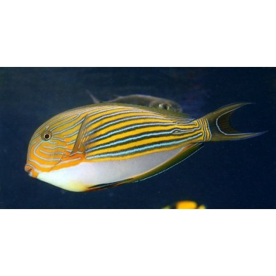 Хирург-Пижама (Acanthurus lineatus) Хирург-Пижама (Acanthurus lineatus)