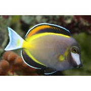 Acanthurus japonicus (Японский хирург)