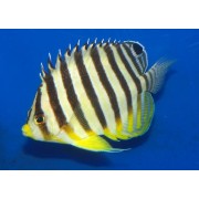 Paracentropyge multifasciata - Полосатый малый ангел (центропиг многополосый)