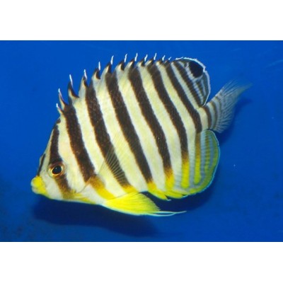 Paracentropyge multifasciata - Полосатый малый ангел (центропиг многополосый) Paracentropyge multifasciata - Полосатый малый ангел (центропиг многополосый)