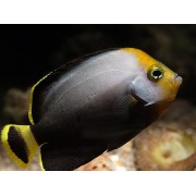 Chaetodontoplus melanosoma - Вельветовый ангел (черный вельветовый ангел)