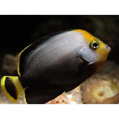 Chaetodontoplus melanosoma - Вельветовый ангел (черный вельветовый ангел) Chaetodontoplus melanosoma - Вельветовый ангел (черный вельветовый ангел)