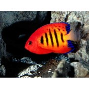 Centropyge loricula - Центропиг королевский