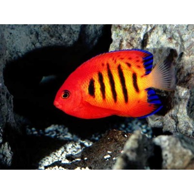 Centropyge loricula - Центропиг королевский Centropyge loricula - Центропиг королевский