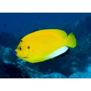 Apolemichthys trimaculatus - 3-х точечный жёлтый ангел (флагоплавниковый ангел)