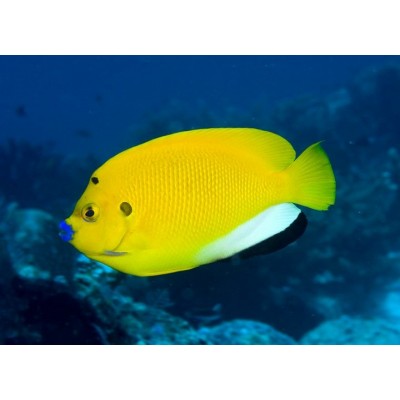 Apolemichthys trimaculatus - 3-х точечный жёлтый ангел (флагоплавниковый ангел) Apolemichthys trimaculatus - 3-х точечный жёлтый ангел (флагоплавниковый ангел)