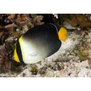 Chaetodontoplus mesoleucus - Бабочковый ангел (Сингапурский ангел, извилисто-полосатый ангел)