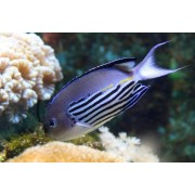 Genicanthus watanabei - Лирохвостый ангел Ватанаби