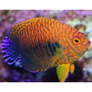 Centropyge potteri - Центропиг Поттера (Ангел Поттера)